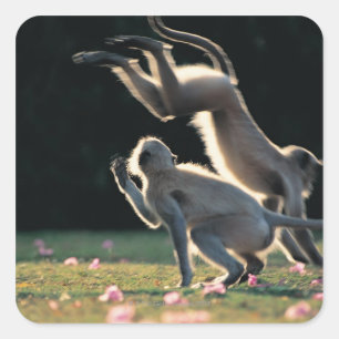 Monkeys playing square sticker