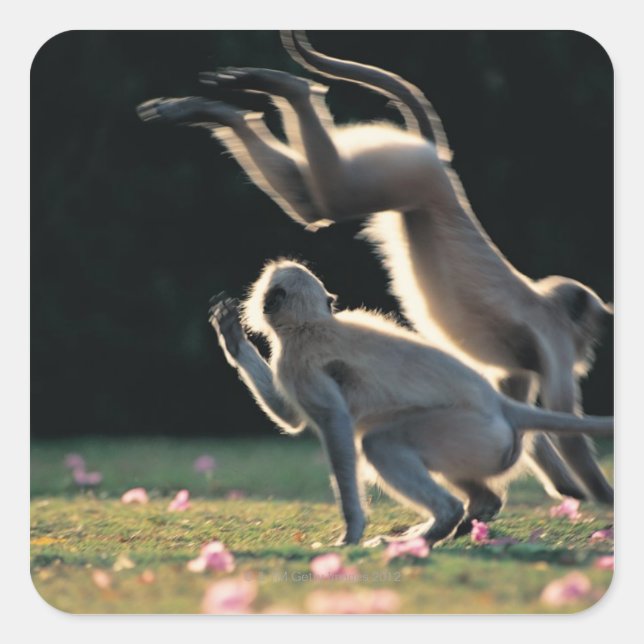 Monkeys playing square sticker (Front)
