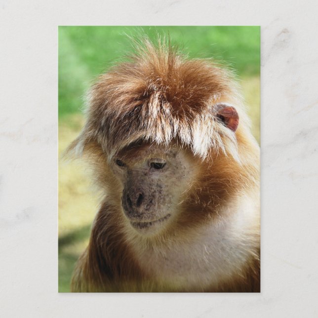 MONKEYS POSTCARD (Front)
