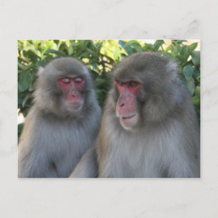 monkeys postcard