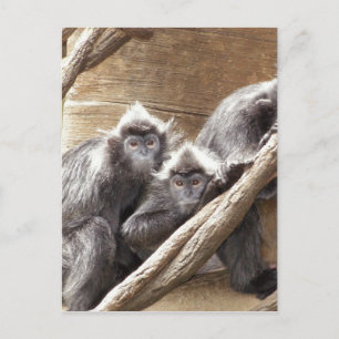 monkeys postcard