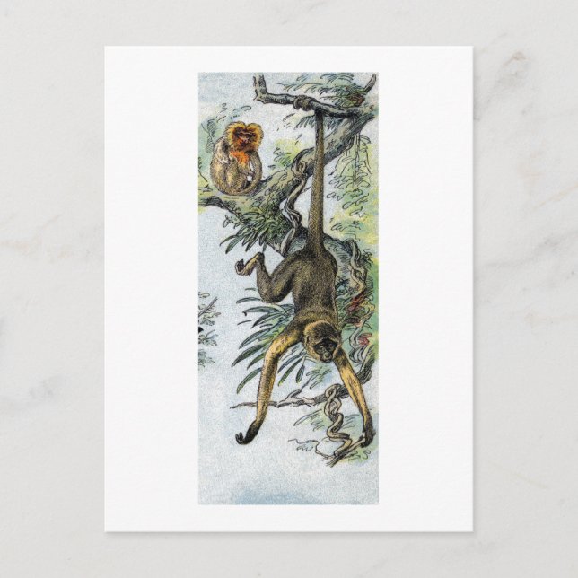 Monkeys - spider & tamarin postcard (Front)