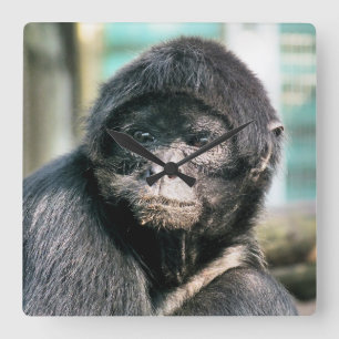 MONKEYS SQUARE WALL CLOCK