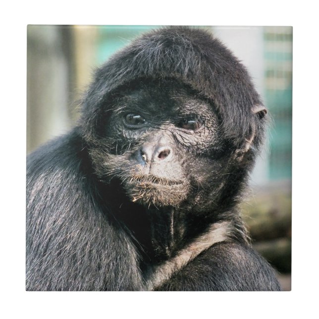 MONKEYS TILE (Front)