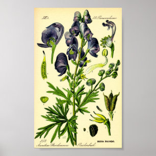 Monkshood (Aconitum napellus) Poster