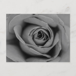Monochromatic Rose Postcard
