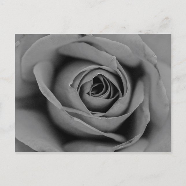Monochromatic Rose Postcard (Front)