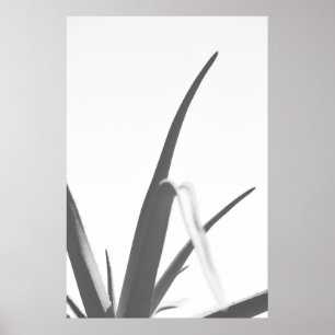 Monochrome Black White Aloe Plant Leaves Poster