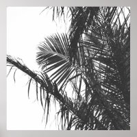 Monochrome Black White Palm Tree Leaves