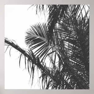 Monochrome Black White Palm Tree Leaves Poster