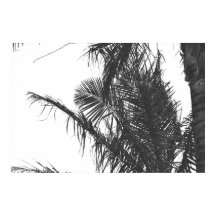 Monochrome Black White Palm Tree Leaves