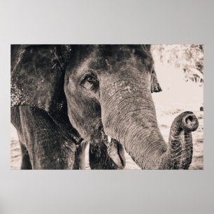 MONOCHROME MACRO ELEPHANT POSTER