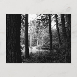 Monochrome Relief from Forest Darkness Postcard