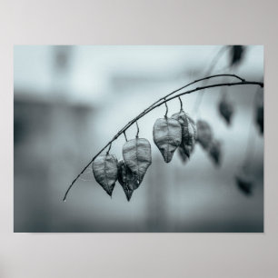Monochrome Seed Pods on a Rain-Wet Branch Poster