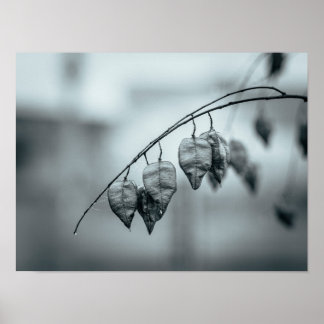 Monochrome Seed Pods on a Rain-Wet Branch Poster
