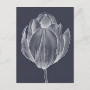 Monochrome Tulip I Postcard