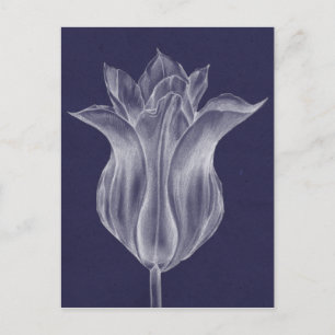Monochrome Tulip III Postcard