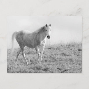 Monochrome white horse postcard