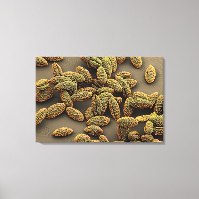 Monocot pollen from an Iris Canvas Print (Front)