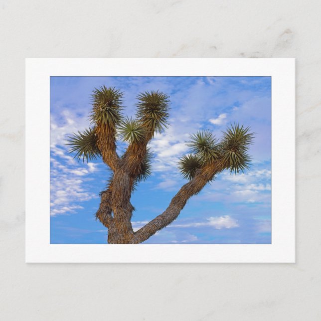 " Monsoon Morning " Postcard (Front)