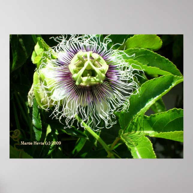 Monster Flower Print - Select Your Frame (Front)