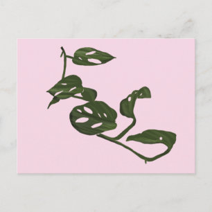 Monstera Adanosii Cheese Plant Illustration Pink Postcard