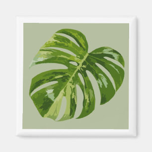 Monstera Albo Hero Leaf Magnet — Rare Variegation 