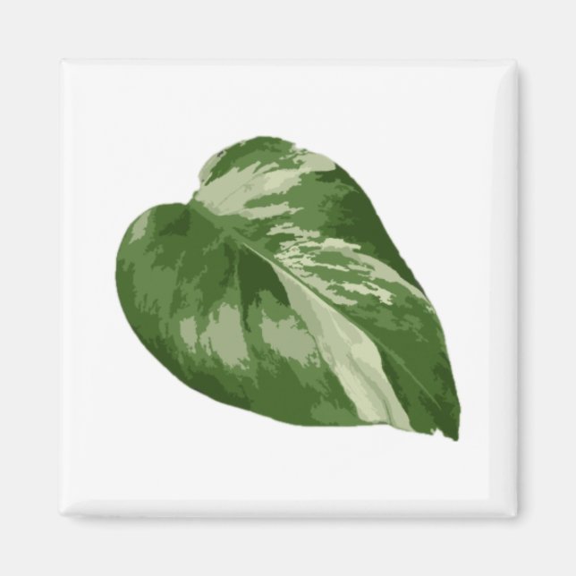 Monstera Albo Leaf Magnet — Rare Variegation  (Front)