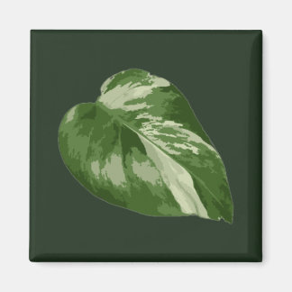 Monstera Albo Leaf — Rare Variegation  Magnet