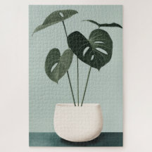 Monstera in a White Pot