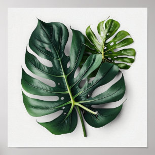 Monstera Leaves Art Print Poster