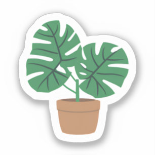 Monstera Plant   Cute Green Potted Plant