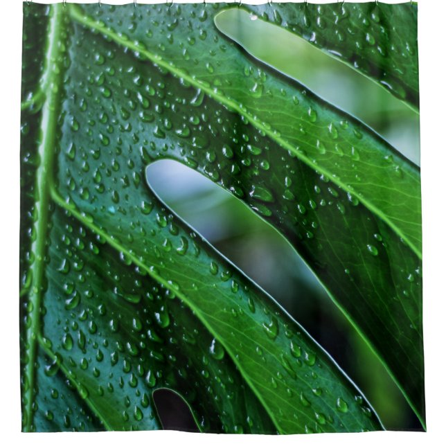 Monstera plant leaf green (Front)