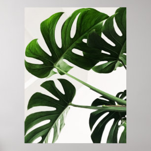 Monstera Poster