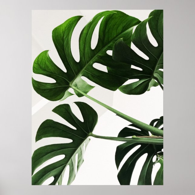 Monstera Poster (Front)