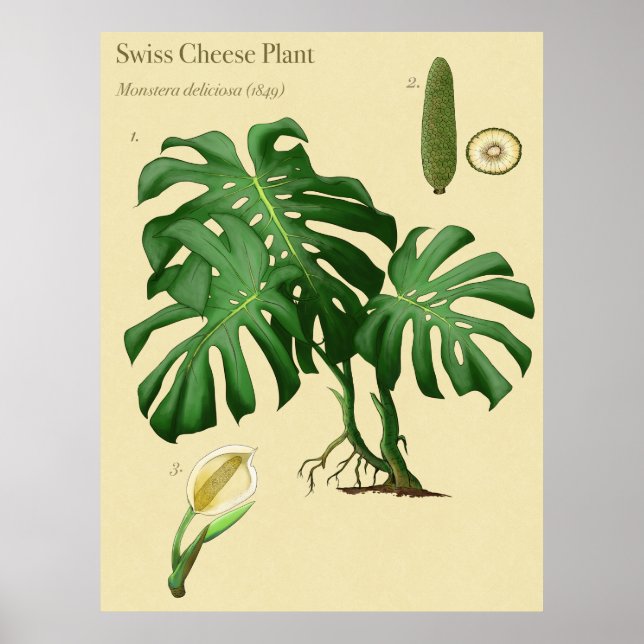 Monstera Swiss Cheese Botanical Poster (Front)