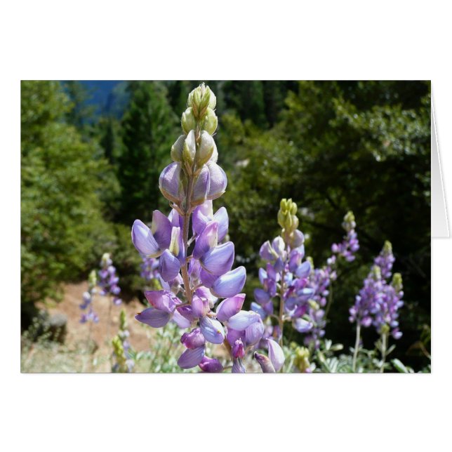 Mont Lupins (Devant horizontal)