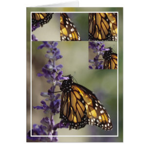 Montage papillon 2812