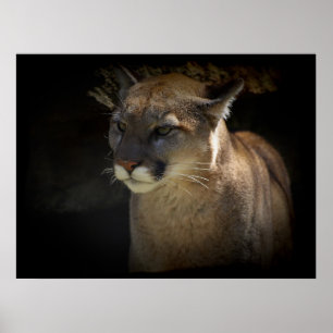 MONTAGNE LION Cougar Big Cat Wildlife Poster