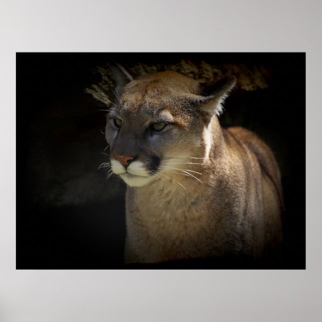 MONTAGNE LION Cougar Big Cat Wildlife Poster (Devant)