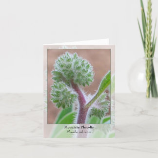 Montagne Phacelia - carte pour notes indigène