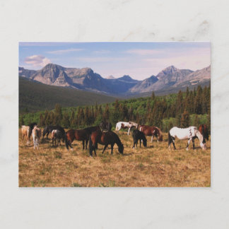 Montana Horses Postcard