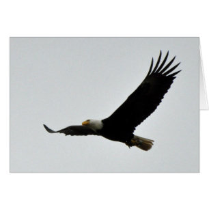 Montée d'Eagle chauve