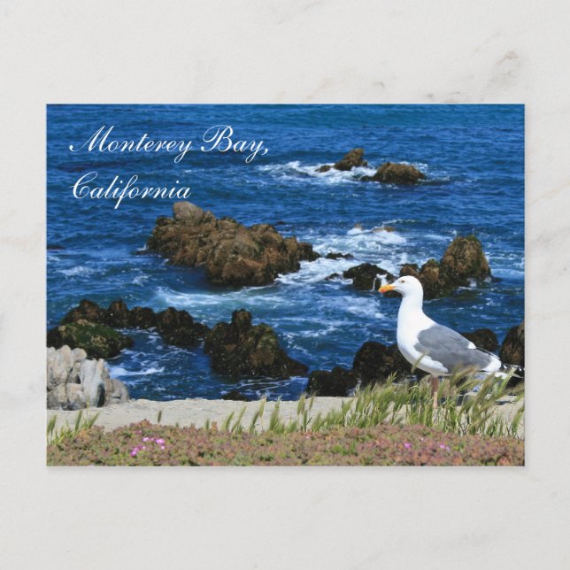 Monterey Bay, California Postcard (Front)