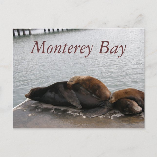 Monterey Bay - Sea Lions Post Card (Front)