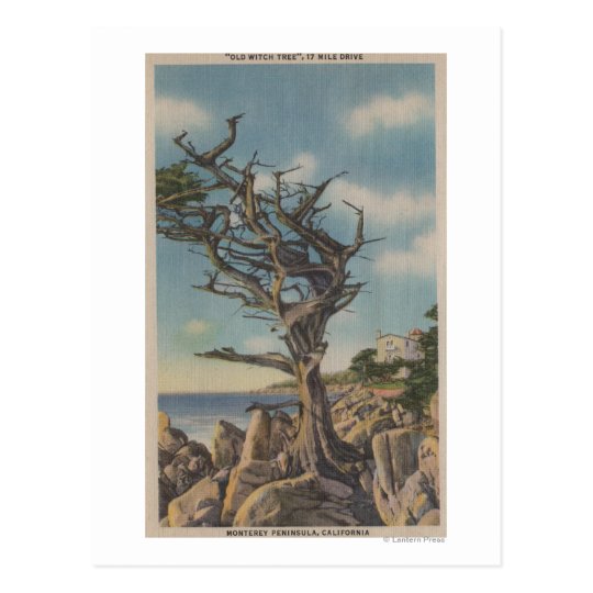 Monterey, CA - Old Witch Tree on 17 Mile Postcard