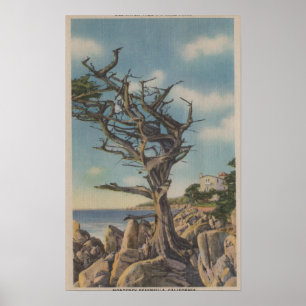 Monterey, CA - Old Witch Tree on 17 Mile Poster