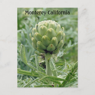Monterey California Artichoke Postcard