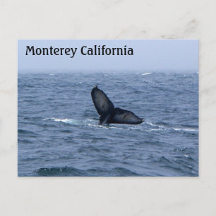 Monterey California Whale Tail Postcard