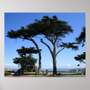 Monterey Cypress Tree, Coastline Photo Poster